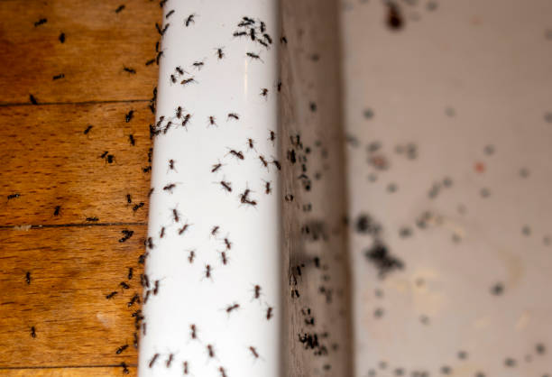 Best Wasp Removal Services  in Bastrop, TX