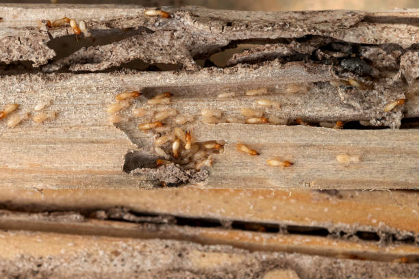 Best Best Pest Control Companies  in Bastrop, TX